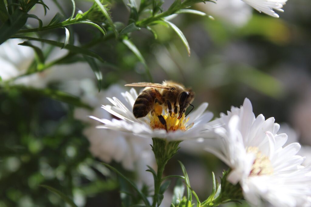 Pure Organic Beeswax